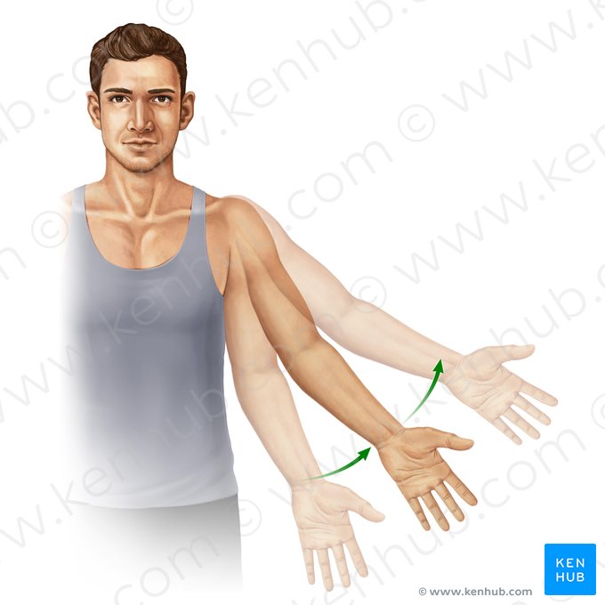 Abduction of arm (Abductio brachii); Image: Paul Kim