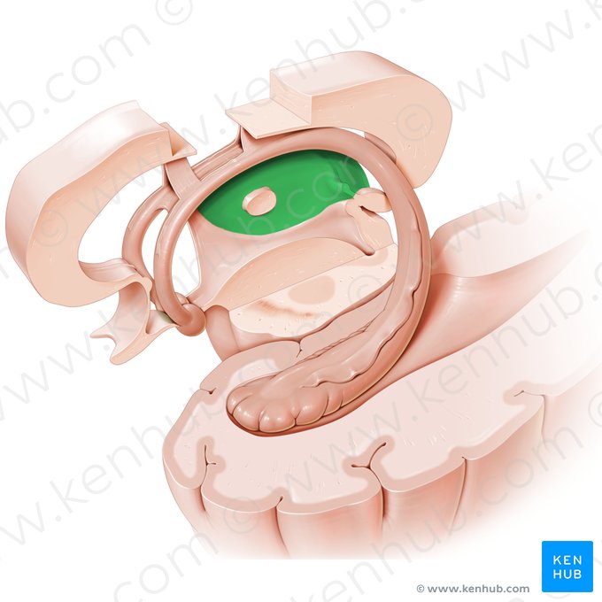 Thalamus; Image: Paul Kim