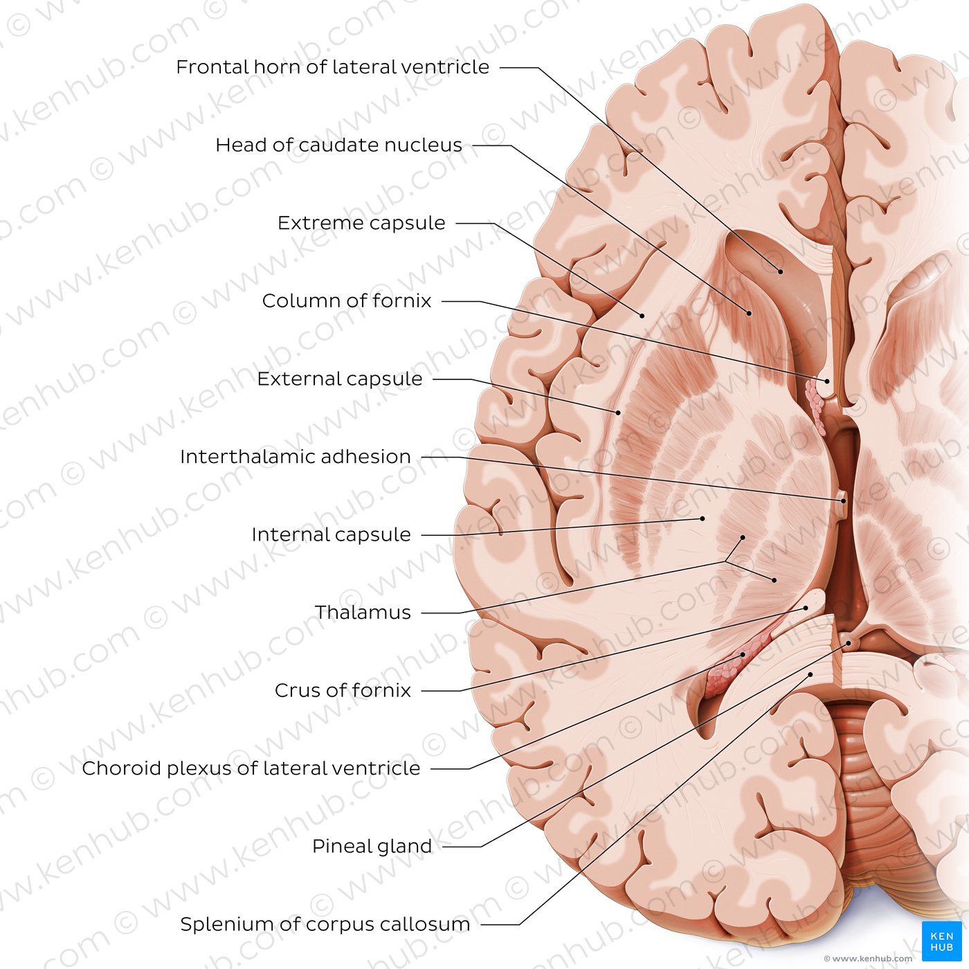 Horizontal section of the brain: Section A