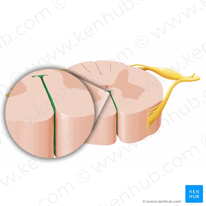 Anterior median fissure of spinal cord (Fissura mediana anterior medullae spinalis); Image: Paul Kim