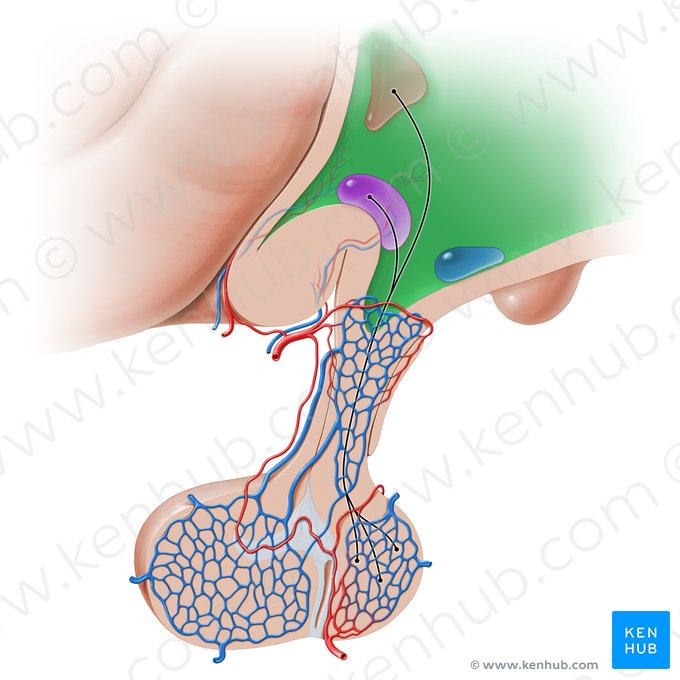 Hipotálamo (Hypothalamus); Imagem: Paul Kim