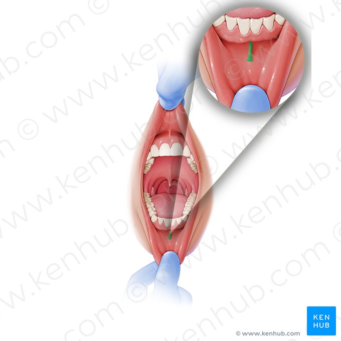 Frenulum labii inferioris (Bändchen der Unterlippe); Bild: Paul Kim