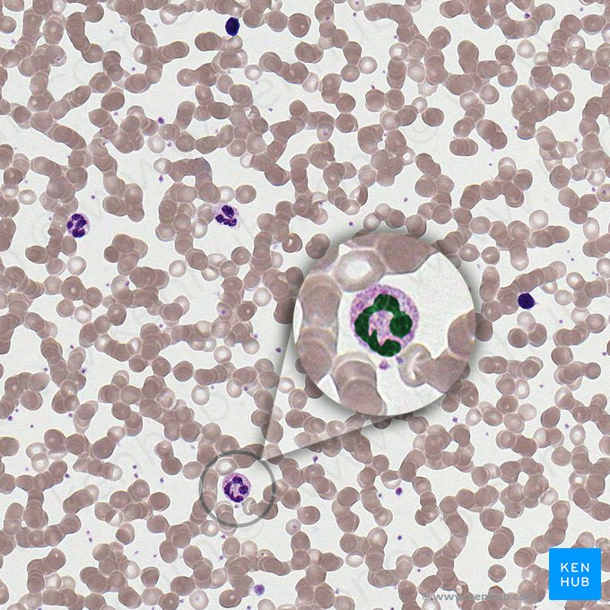 Nucleus (Zellkern); Bild: 