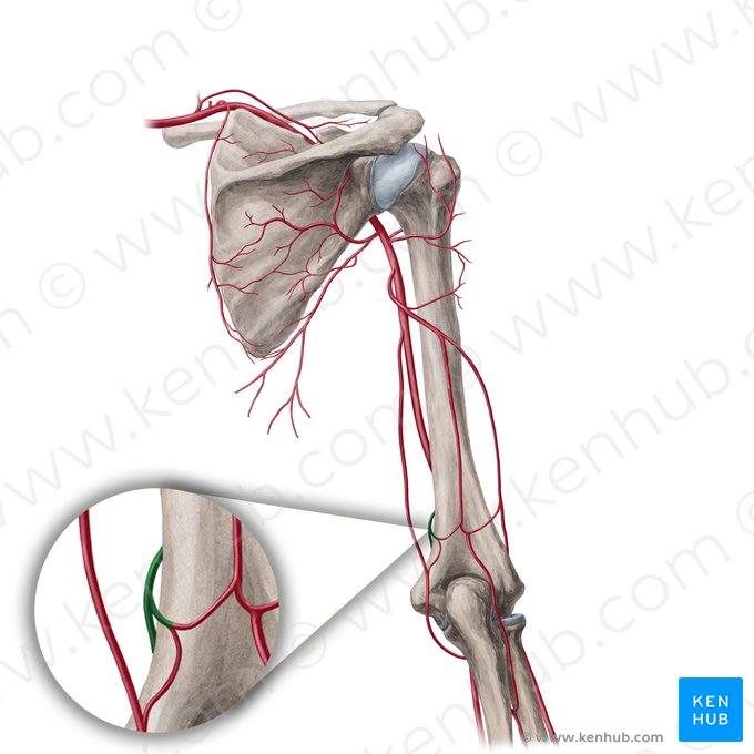 Arteria collateralis ulnaris inferior (Untere ulnare Kollateralarterie); Bild: Yousun Koh
