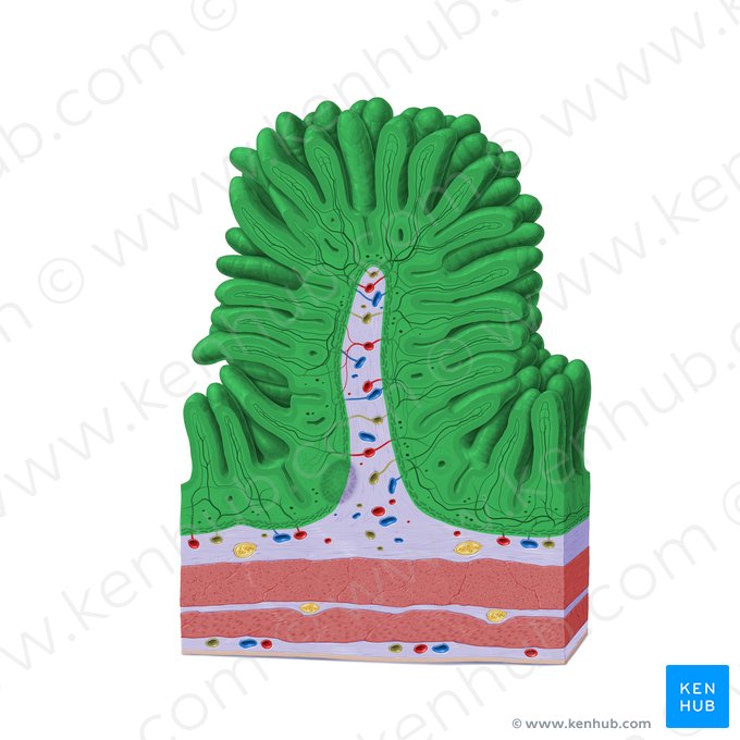 Mucosa (Tunica mucosa); Image: Paul Kim