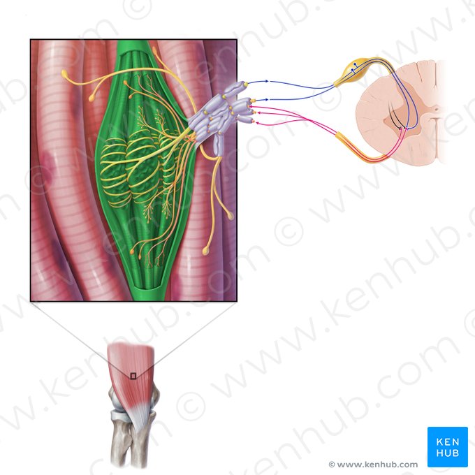 Huso muscular (Fusus neuromuscularis); Imagen: Paul Kim