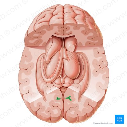 Sulcus calcarinus (Sehrindenfurche); Bild: Paul Kim