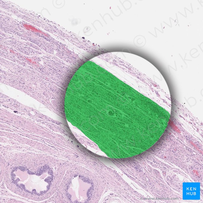 Tunica albuginea of testis (Tunica albuginea testis); Image: 