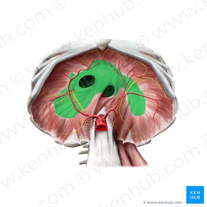 Central tendon of diaphragm (Centrum tendineum diaphragmatis); Image: Stephan Winkler