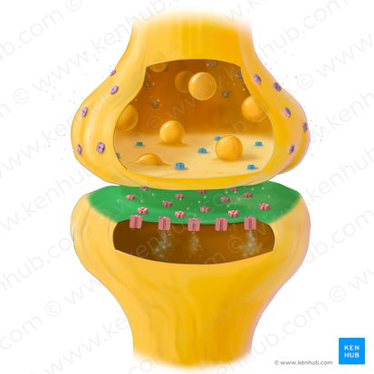 Postsynaptic membrane (Membrana postsynaptica); Image: Tal Bavli Ziv