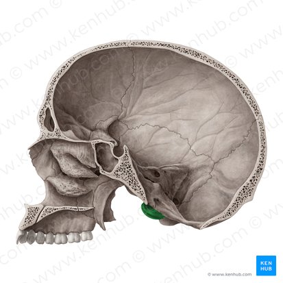 Occipital condyle (Condylus occipitalis); Image: Yousun Koh