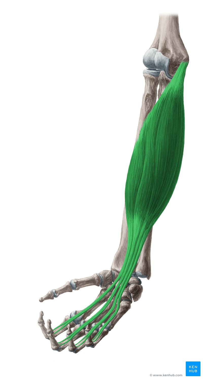 Flexor digitorum superficialis muscle - anterior view