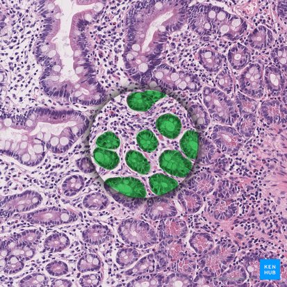 Cripta intestinal (de Lieberkühn) (Crypta intestinalis); Imagen: 