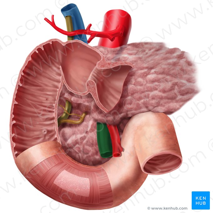 Superior mesenteric vein (Vena mesenterica superior); Image: Begoña Rodriguez