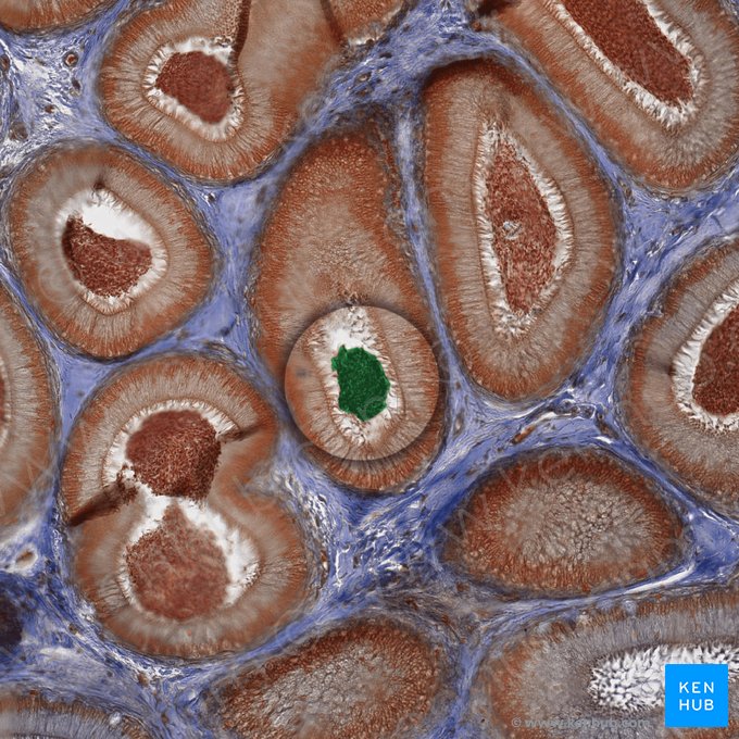 Sperm; Image: 