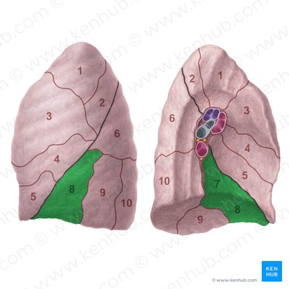 Anteromedial basal segment of left lung (Segmentum basale anteromediale pulmonis sinistri); Image: Paul Kim
