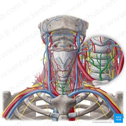 Vena thyroidea inferior (Untere Schilddrüsenvene); Bild: Yousun Koh