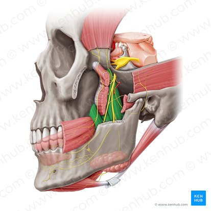 Músculo pterigoideo medial (Musculus pterygoideus medialis); Imagen: Paul Kim