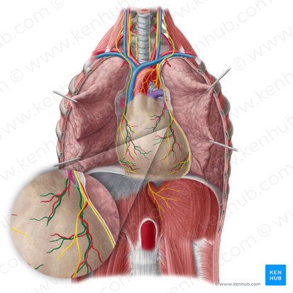 Pericardiacophrenic vein (Vena pericardiacophrenica); Image: Yousun Koh