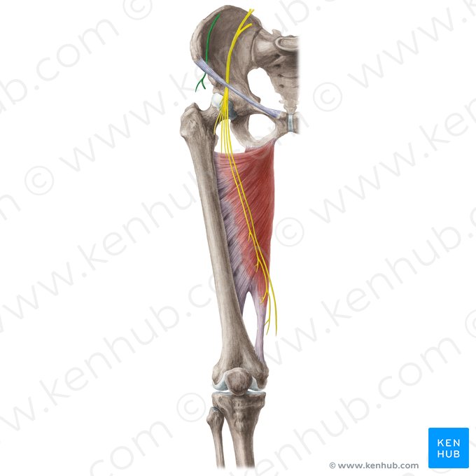 Lateral femoral cutaneous nerve (Nervus cutaneus lateralis femoris); Image: Liene Znotina