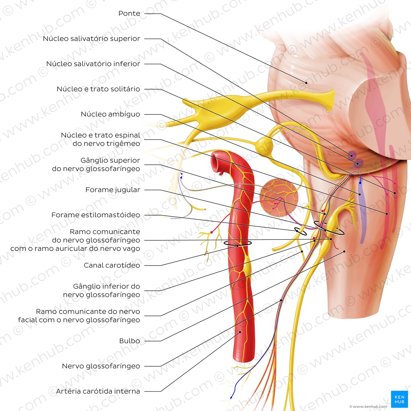 Glossopharyngeal nerve (origin and proximal branches)