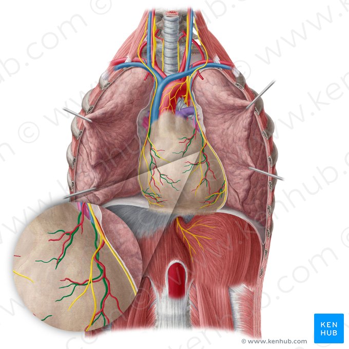Pericardiacophrenic vein (Vena pericardiacophrenica); Image: Yousun Koh