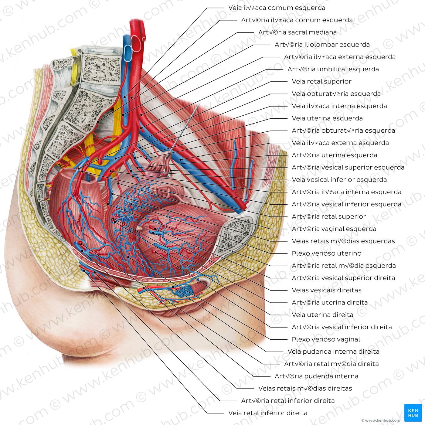 Blood vessels of the female pelvis (overview diagram)