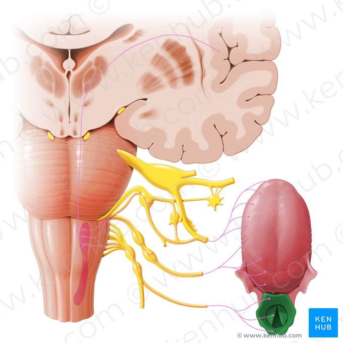 Larynx (Kehlkopf); Bild: Paul Kim