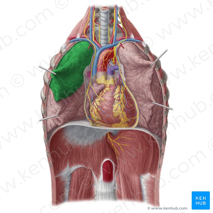Superior lobe of right lung (Lobus superior pulmonis dextri); Image: Yousun Koh