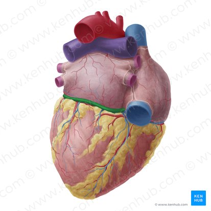 Sinus coronaire (Sinus coronarius); Image : Yousun Koh