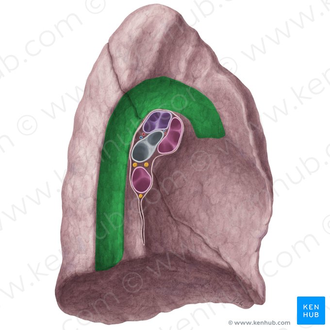 Impressio aortica pulmonis sinistri (Aortenabdruck der linken Lunge); Bild: Yousun Koh