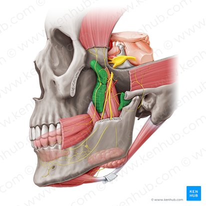 Músculo pterigoideo lateral (Musculus pterygoideus lateralis); Imagen: Paul Kim