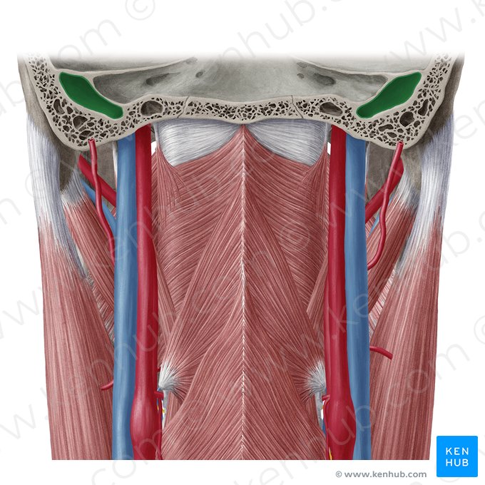 Bulbus superior venae jugularis internae (Oberer Bulbus der inneren Drosselvene); Bild: Yousun Koh