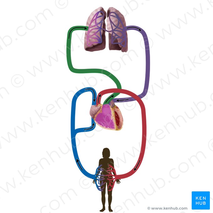 Pulmonary artery (Arteria pulmonalis); Image: Begoña Rodriguez