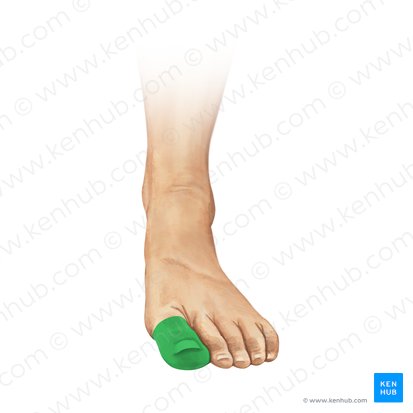 Great toe (Hallux); Image: Irina Münstermann