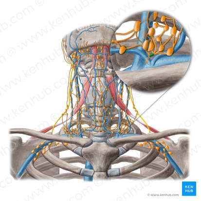 Jugular lymphatic trunk (Truncus lymphatic jugularis); Image: Yousun Koh