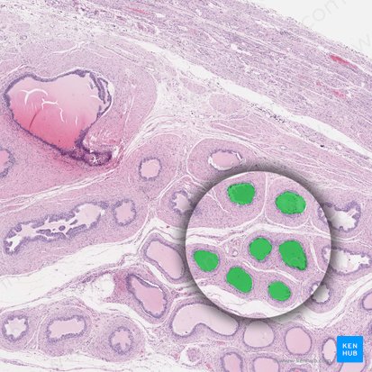 Ductuli efferentes testis (Ausführungsgänge des Hodens); Bild: 