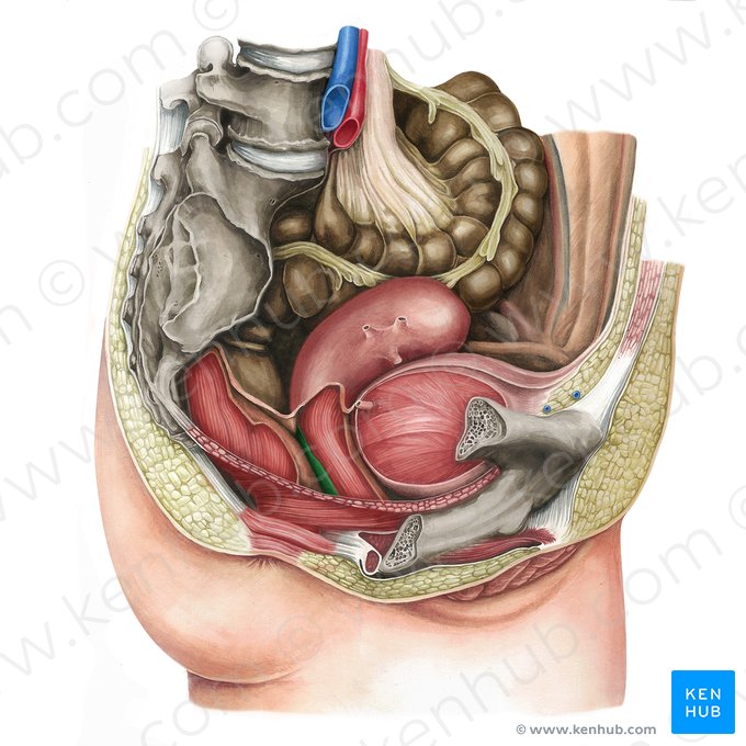 Fascia rectovaginalis (Mastdarm-Scheiden-Faszie); Bild: Irina Münstermann