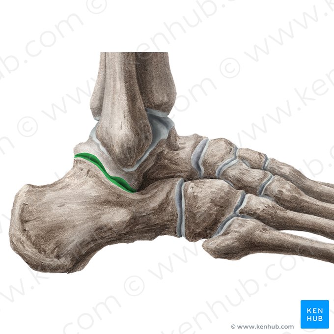Subtalar joint (Articulatio subtalaris); Image: Liene Znotina