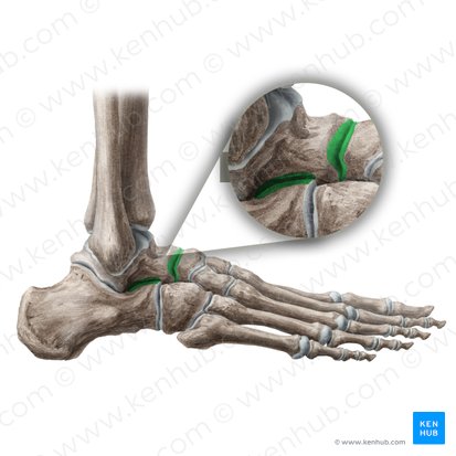 Talocalcaneonavicular joint (Articulatio talocalcaneonavicularis); Image: Liene Znotina
