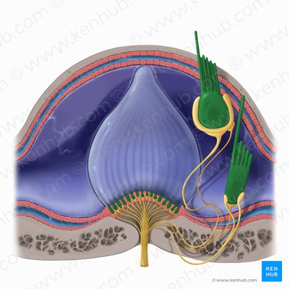 Vestibular hair cell (Vestibulocytus); Image: Tal Bavli Ziv