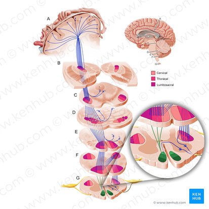 Anterior corticospinal tract (Tractus corticospinalis anterior); Image: Paul Kim