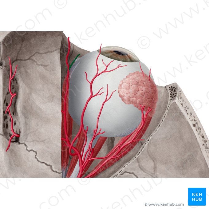 Arteria supratrochlearis (Oberrollenarterie); Bild: Yousun Koh