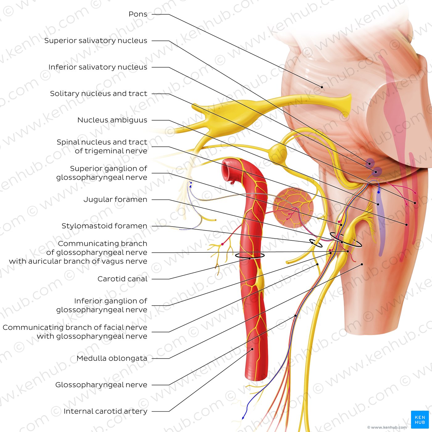 Glossopharyngeal nerve (origin and proximal branches)
