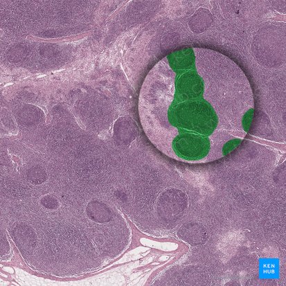 Pars superficialis corticis nodi lymphoidei (Äußere Rinde des Lymphknotens); Bild: 