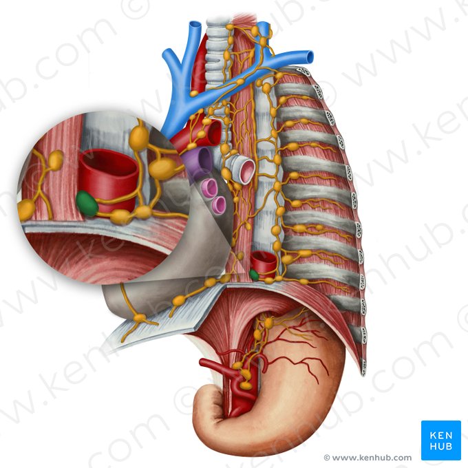 Interaorticoesophageal lymph node (Nodus lymphoideus interaorticooesophagealis); Image: Irina Münstermann