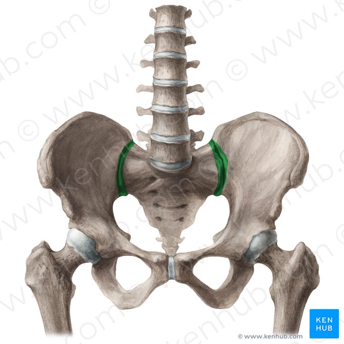 Sacroiliac joint (Articulatio sacroiliaca); Image: Liene Znotina
