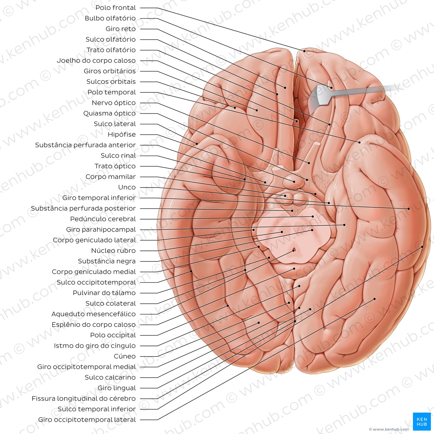 Anatomia do cérebro - vista inferior