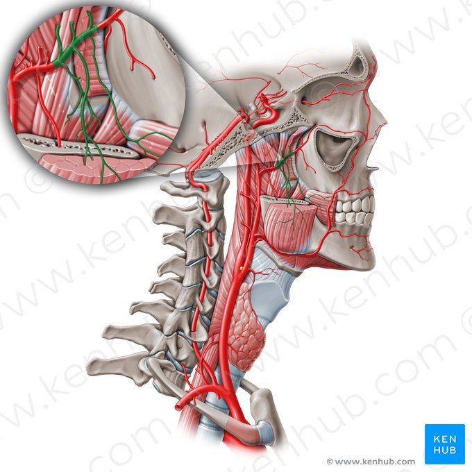 Pterygoid part of maxillary artery (Pars pterygoidei arteriae maxillaris); Image: Paul Kim
