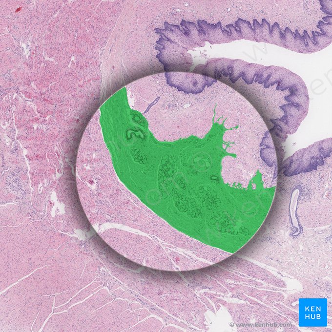 Tela submucosa (Submukosa); Bild: 